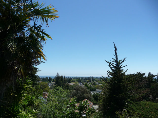 517 High Street Santa Cruz, CA 95060 - Photo 5 of 10 a plant that is in front of a house