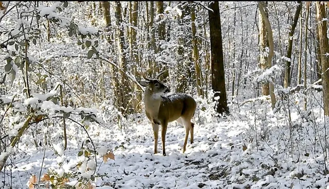 $154,999 | 0 Admill Way, Mocksville, NC 27028