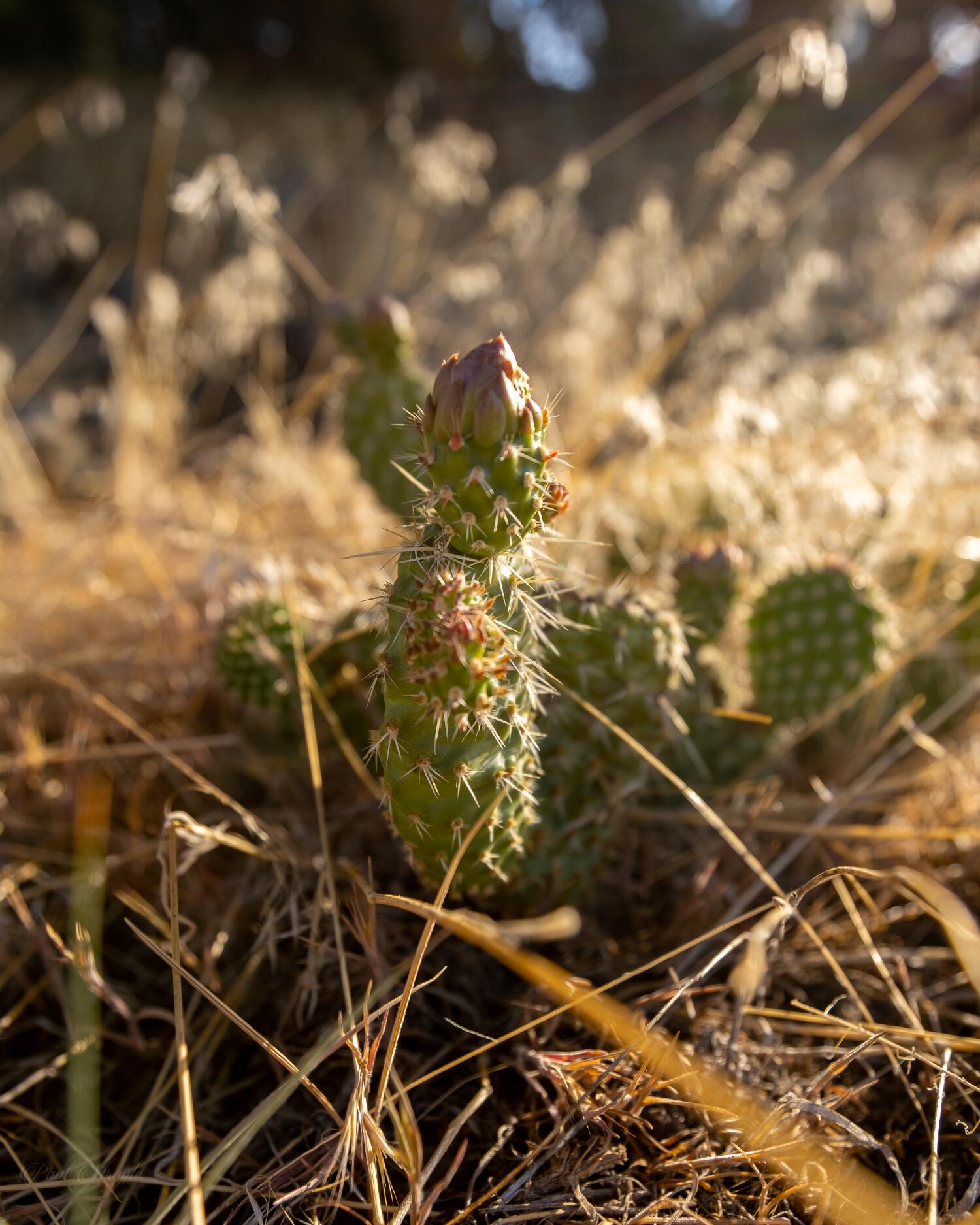 3073 County Road 24 Ridgway, CO 81432 - Photo 11 of 17 a view of a yard