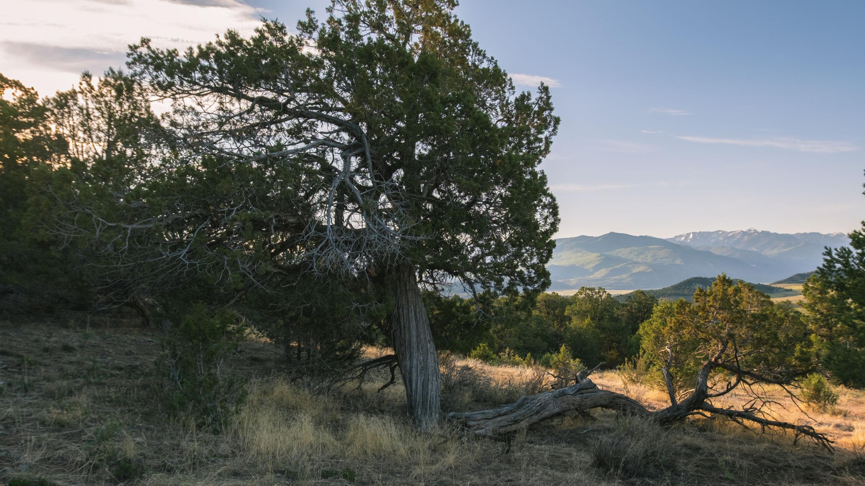 3073 County Road 24 Ridgway, CO 81432 - Photo 13 of 17 a view of a lake with a mountain in the background