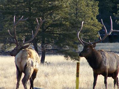 0 Lockett Ranches Flagstaff, AZ 86001 - Photo 2 of 3 Additional Photo
