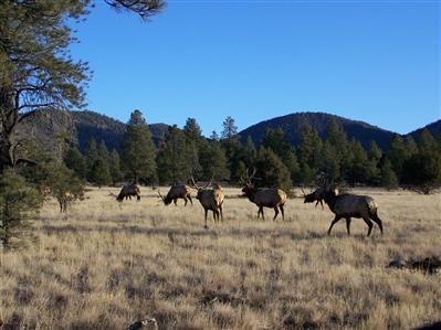 0 Lockett Ranches Flagstaff, AZ 86001 - Photo 3 of 3 Additional Photo