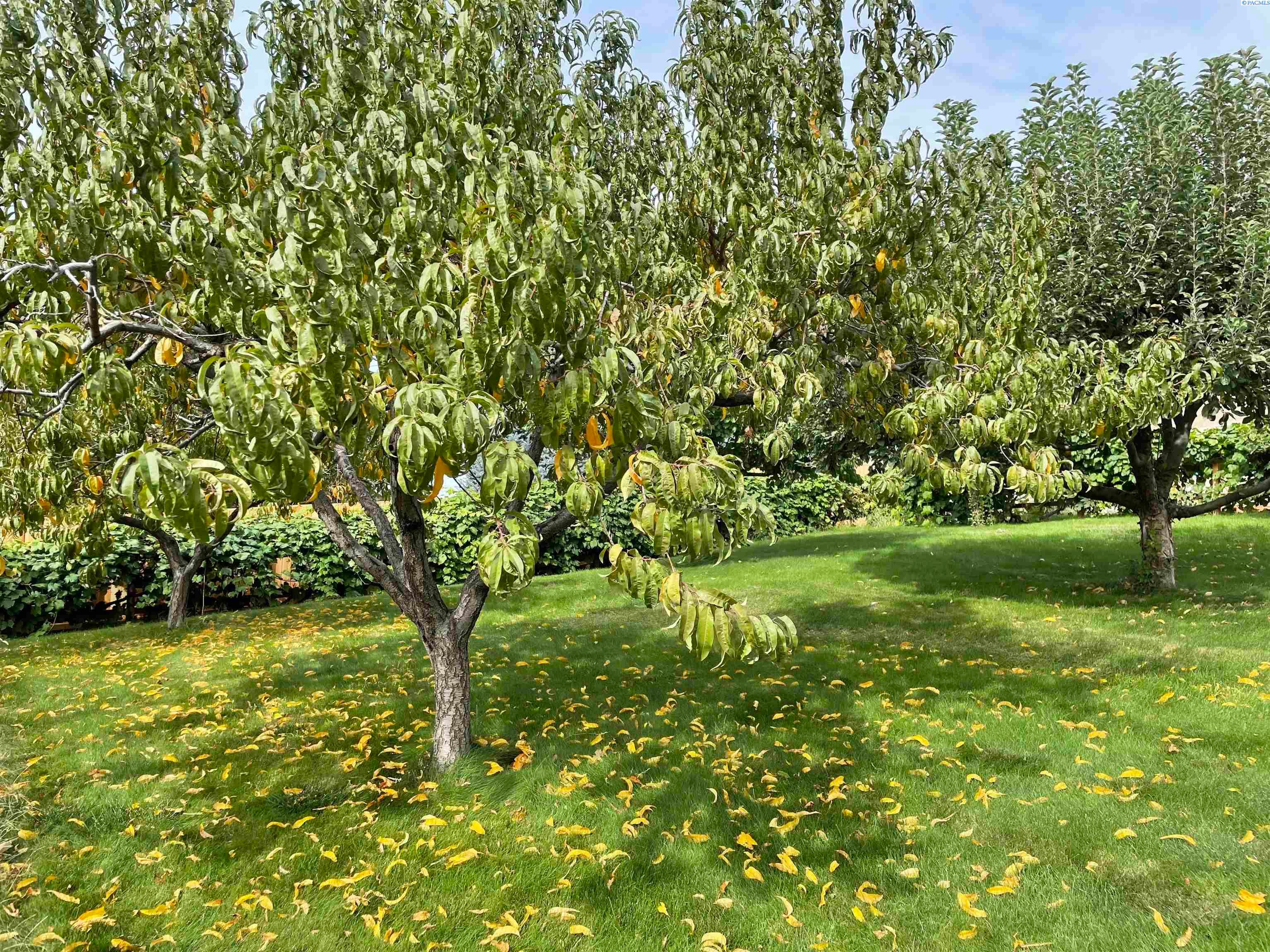 2619 Katie Road Kennewick, WA 99338 - Photo 5 of 10 Gallery Image 5