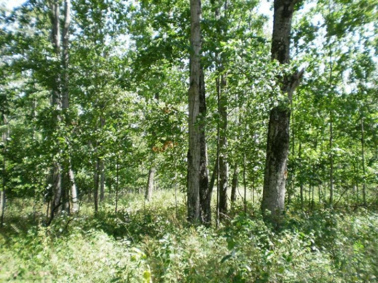 Dzuibanek Road Thompsonville, MI 49683 - Photo 3 of 9 Additional Photo