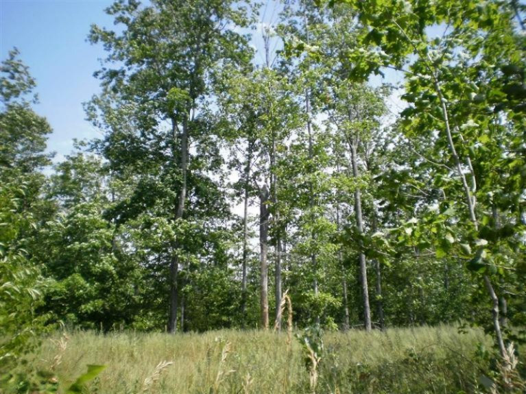 Dzuibanek Road Thompsonville, MI 49683 - Photo 5 of 9 Additional Photo