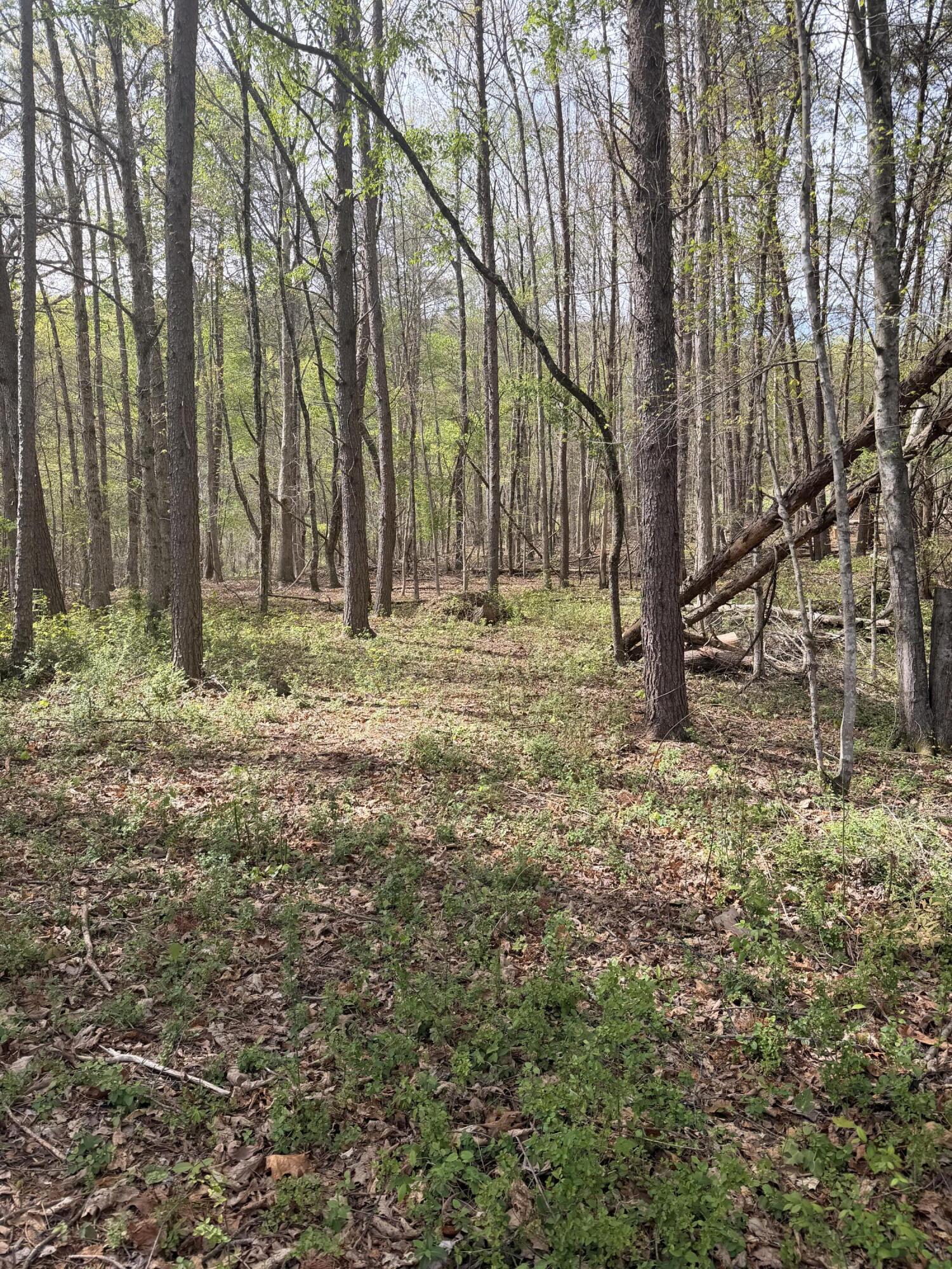 7155 Back Valley Road Evensville, TN 37332 - Photo 6 of 22 IMG_4181