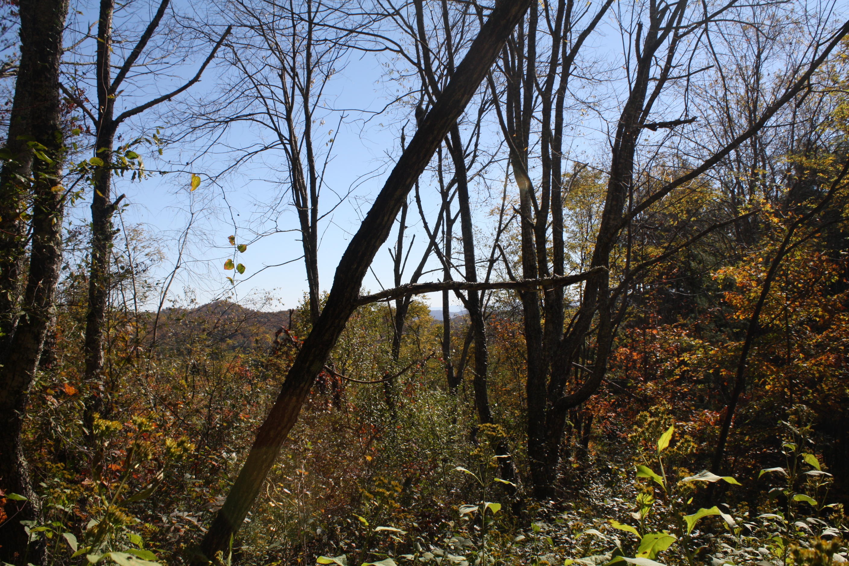 Beech Run Road Jumping Branch, WV 25969 - Photo 18 of 45 Gallery Image 18