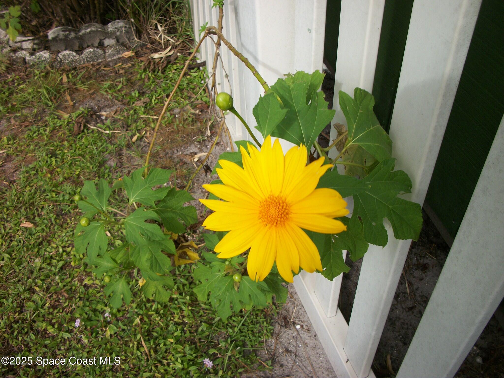 1972 Mango Street Northeast Palm Bay, FL 32905 - Photo 29 of 41 100_6881