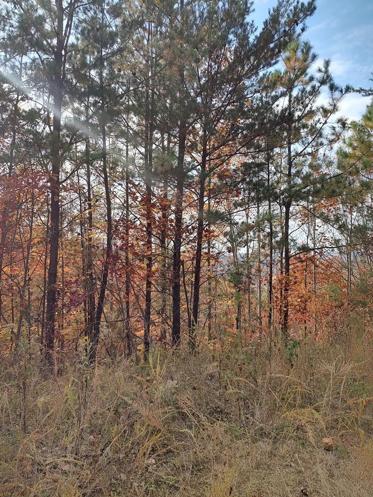 0 Green Forest Road Cosby, TN 37722 - Photo 31 of 35