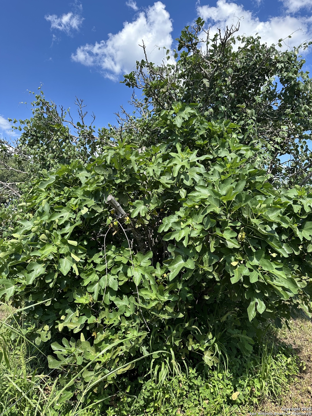 779 Main Street Utopia, TX 78884 - Photo 19 of 22 a view of a tree