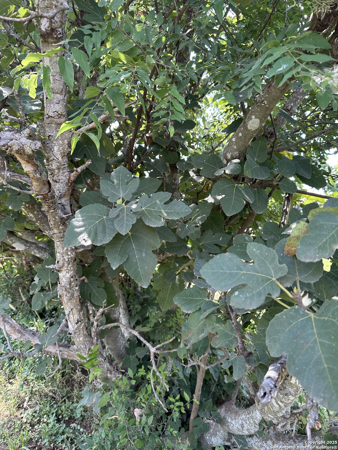 779 Main Street Utopia, TX 78884 - Photo 20 of 22 a view of flowers