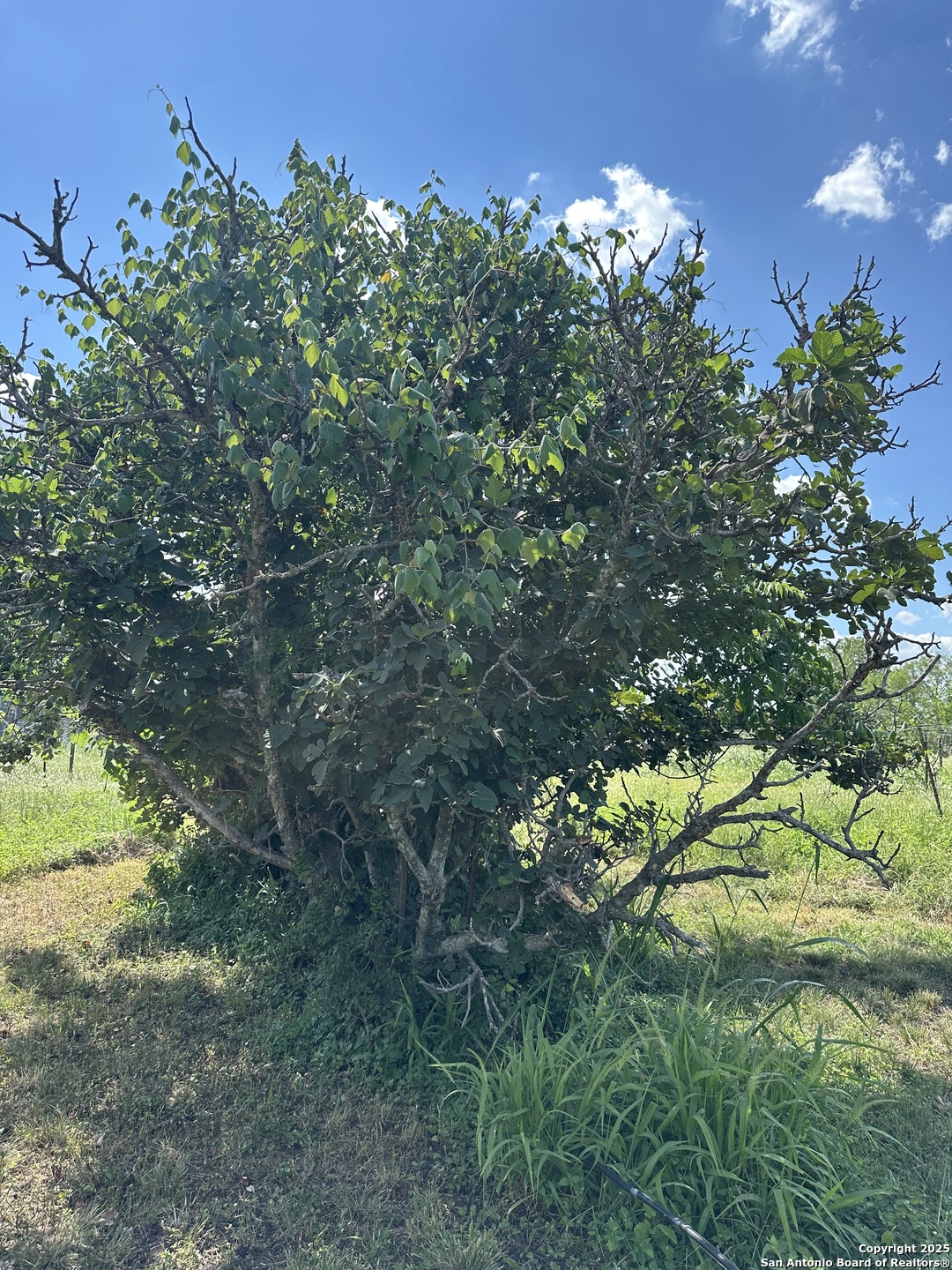 779 Main Street Utopia, TX 78884 - Photo 21 of 22