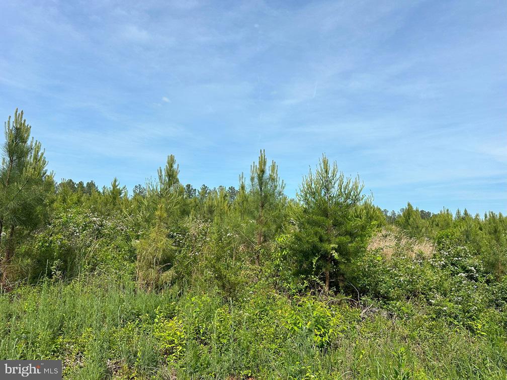 West River Road Scottsville, VA 24590 - Photo 12 of 19