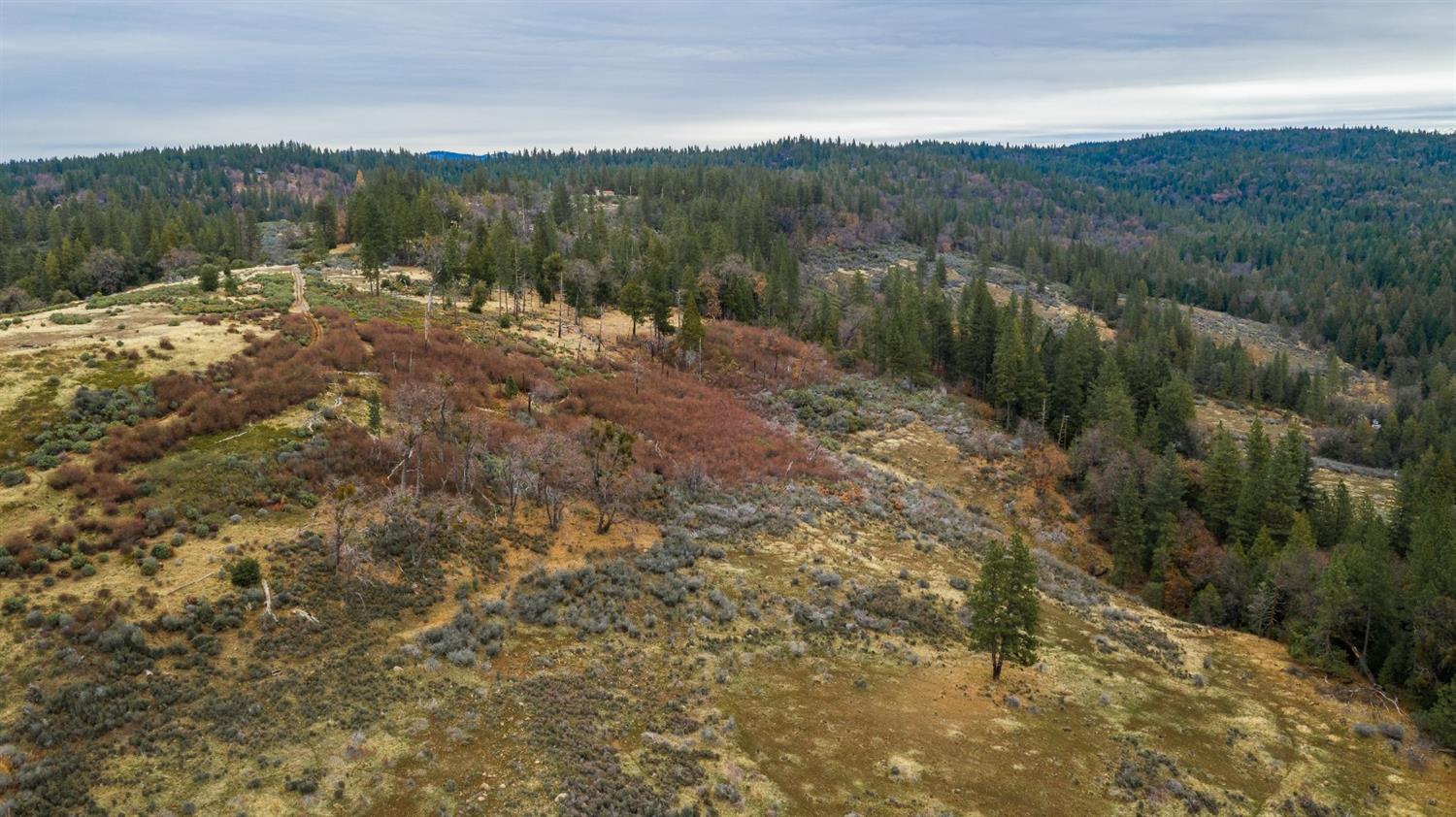 0 Pine Tree Lane Pollock Pines, CA 95726 - Photo 4 of 10 a view of a forest with a tree in the background
