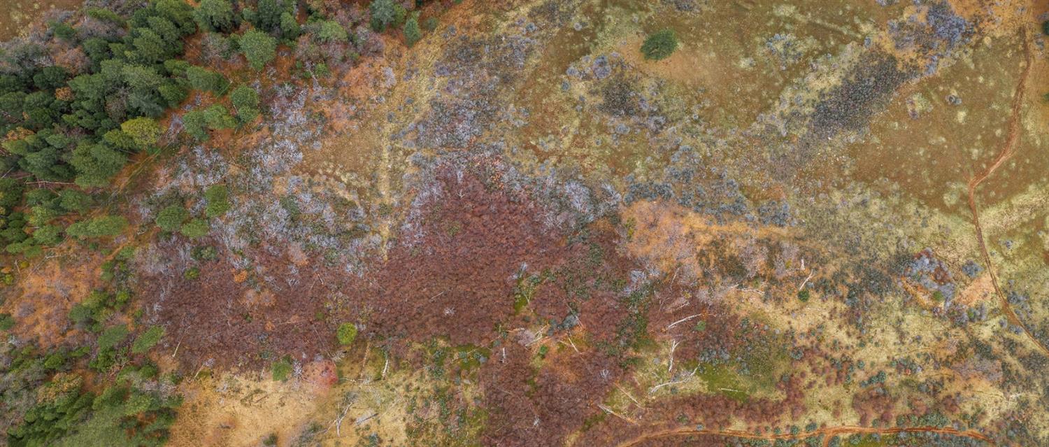 0 Pine Tree Lane Pollock Pines, CA 95726 - Photo 5 of 10 a view of a yard