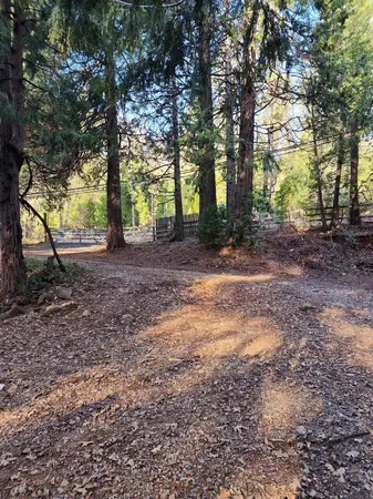 a view of a yard with tree s