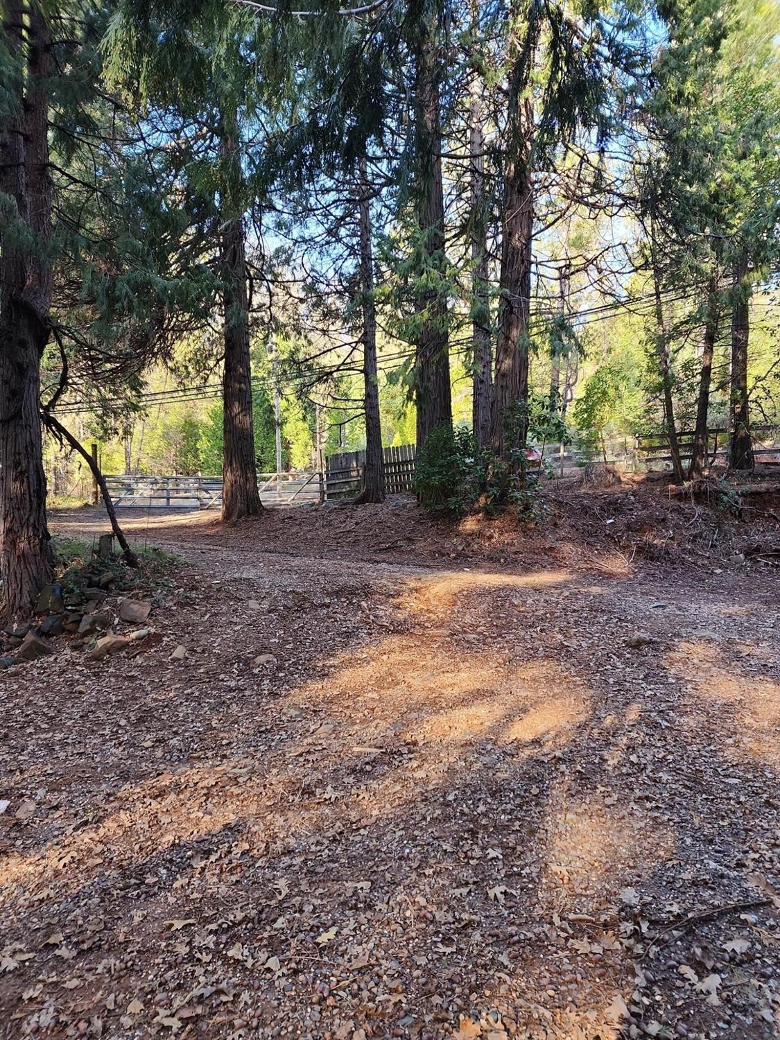 a view of a yard with tree s