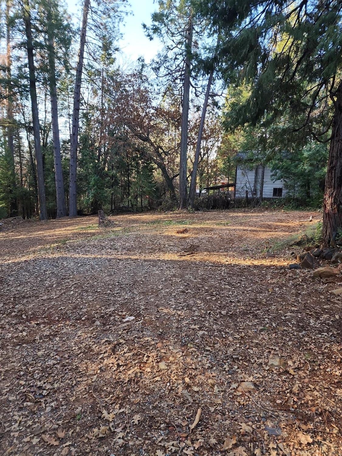 9246 La Porte Road Brownsville, CA 95919 - Photo 3 of 16 a view of a yard with large trees