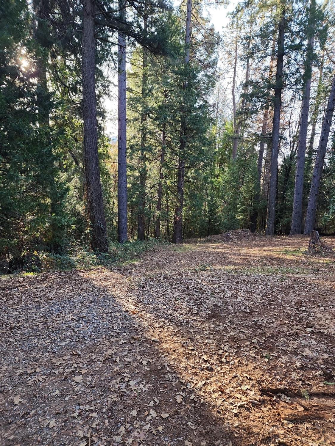 9246 La Porte Road Brownsville, CA 95919 - Photo 4 of 16 a view of a yard with plants and trees