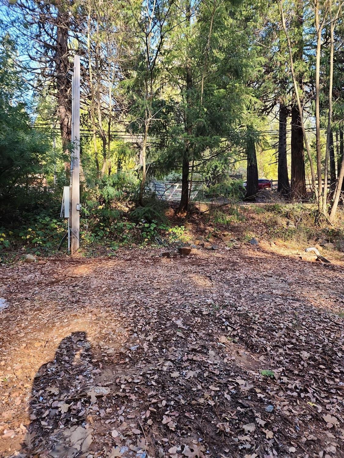 9246 La Porte Road Brownsville, CA 95919 - Photo 6 of 16 a view of a yard with plants and trees