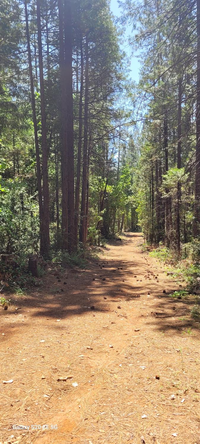 9246 La Porte Road Brownsville, CA 95919 - Photo 10 of 16