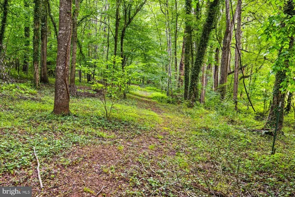 a view of a yard with plants