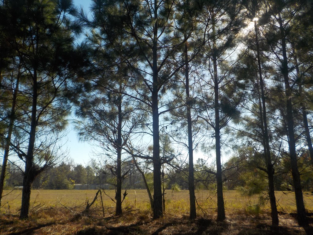 6904 South Cty Road Cottonwood, AL 36320 - Photo 12 of 23