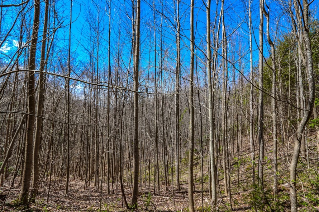 32 Sonshine Ridge Road Cosby, TN 37722 - Photo 22 of 24 Gallery Image 22