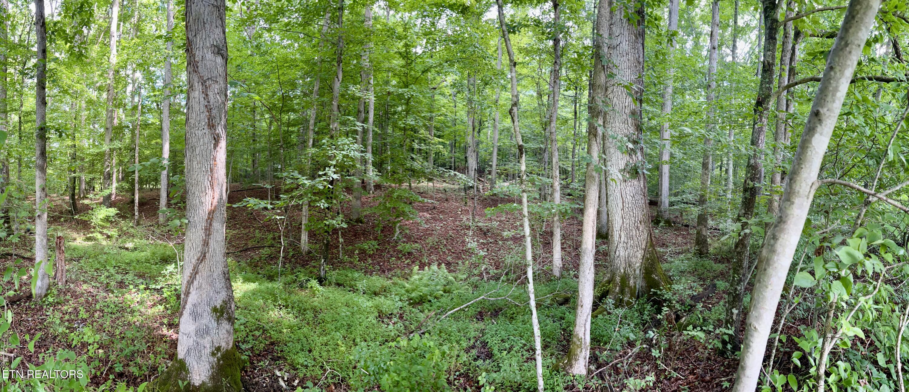 Eli Lane Oneida, TN 37841 - Photo 7 of 10 IMG_0403