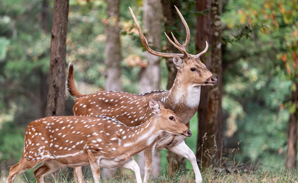8595 Toler Pointe Larue, TX 75770 - Photo 39 of 40 Exotic Axis Deer are so beautiful and this buck is soooo handsome!
