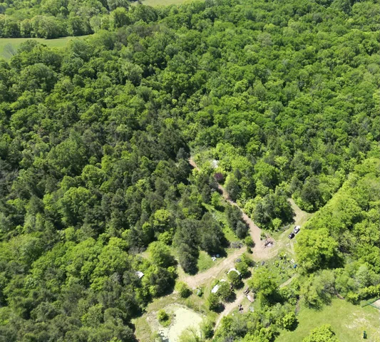 view of a lush green forest with lots of trees
