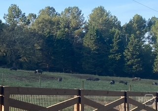 919 Arnold Bottoms Road Comer, GA 30629 - Photo 8 of 62