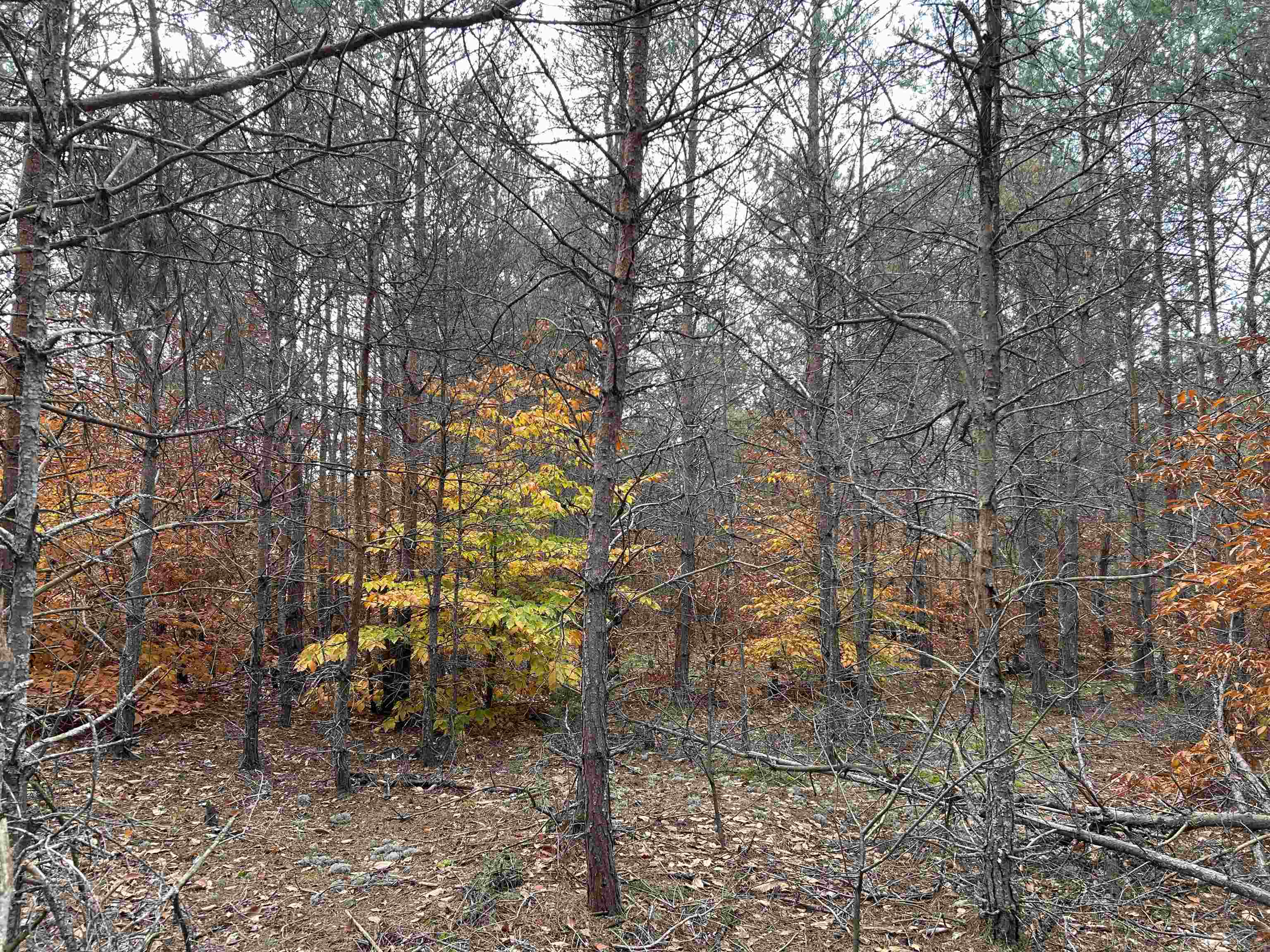 669 Rd Thompsonville Mi 49683 Road Beulah, MI 49617 - Photo 7 of 17
