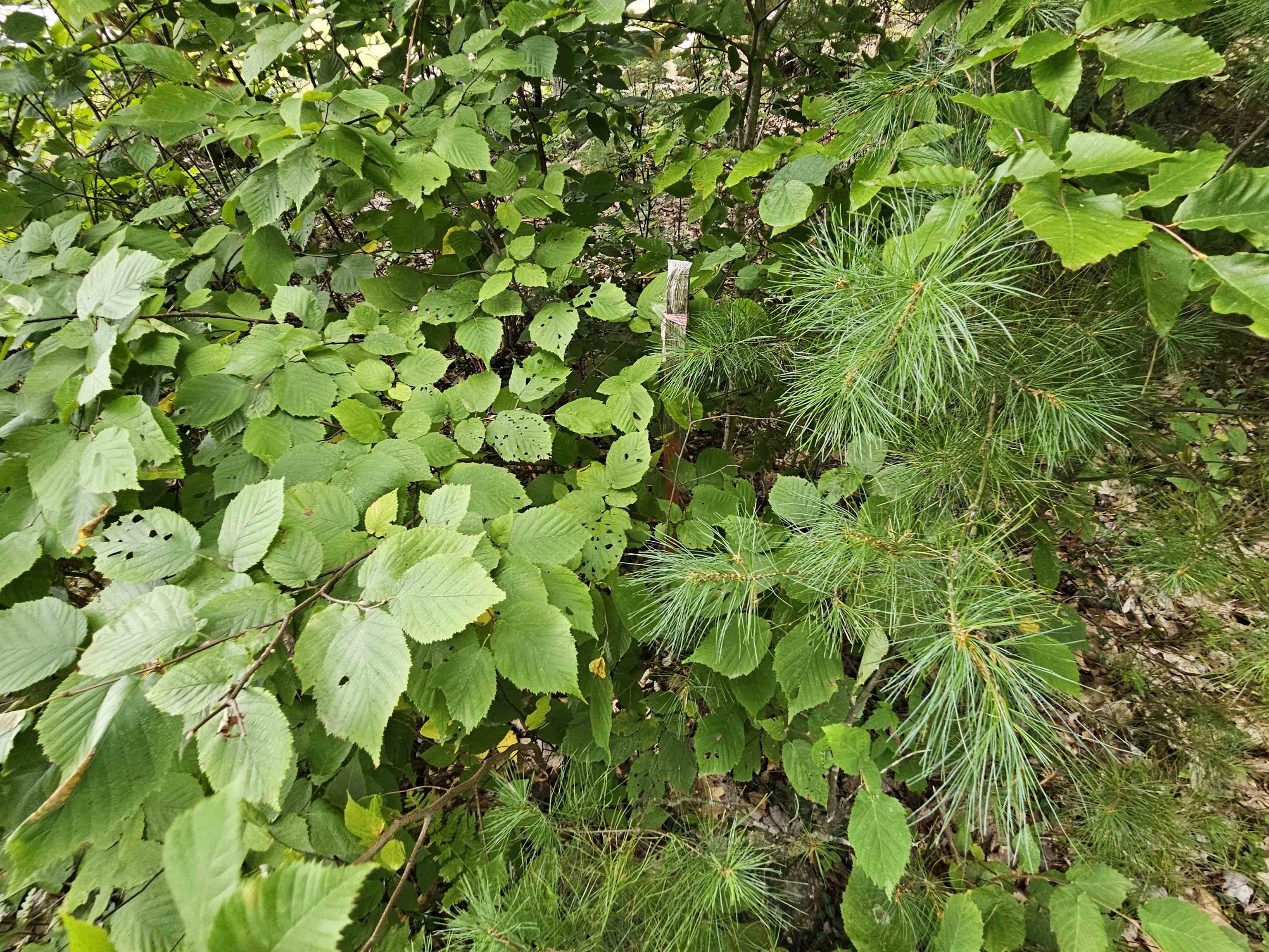 0 Valley Road Woodsville, NH 03785 - Photo 7 of 13 Gallery Image 7