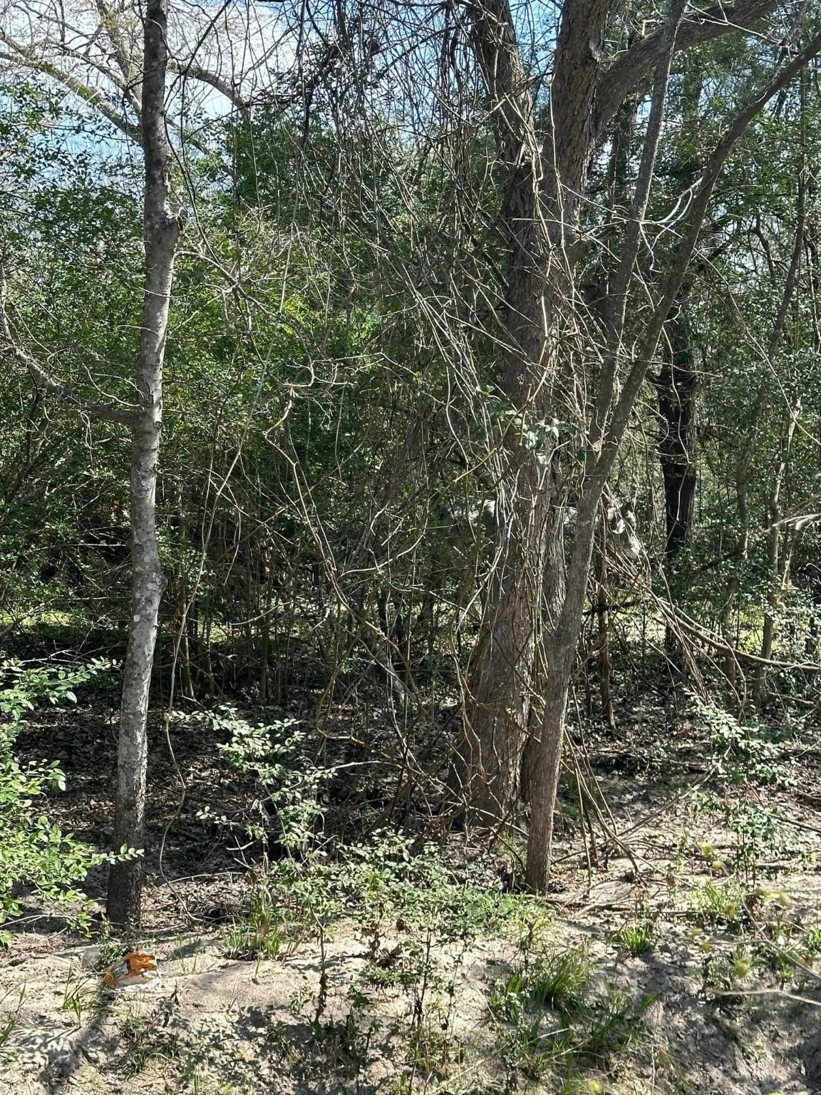 0 Mustang Loop Madisonville, TX 77864 - Photo 4 of 7 a view of a tree