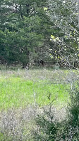 $259,000 | 0 Mustang Loop, Madisonville, TX 77864