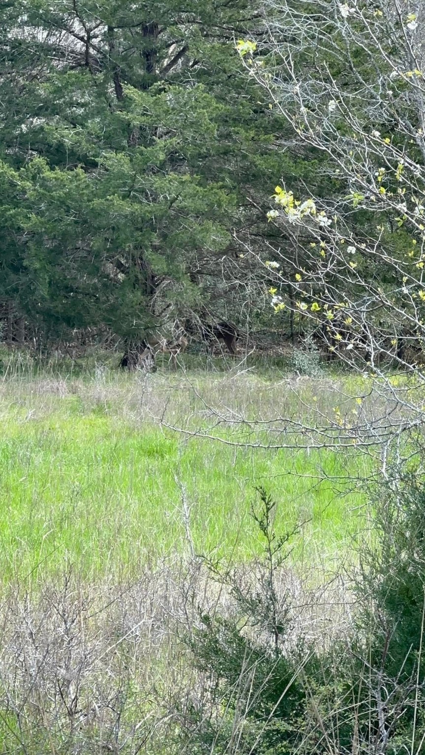 0 Mustang Loop Madisonville, TX 77864 - Photo 5 of 7 a view of a yard with a tree