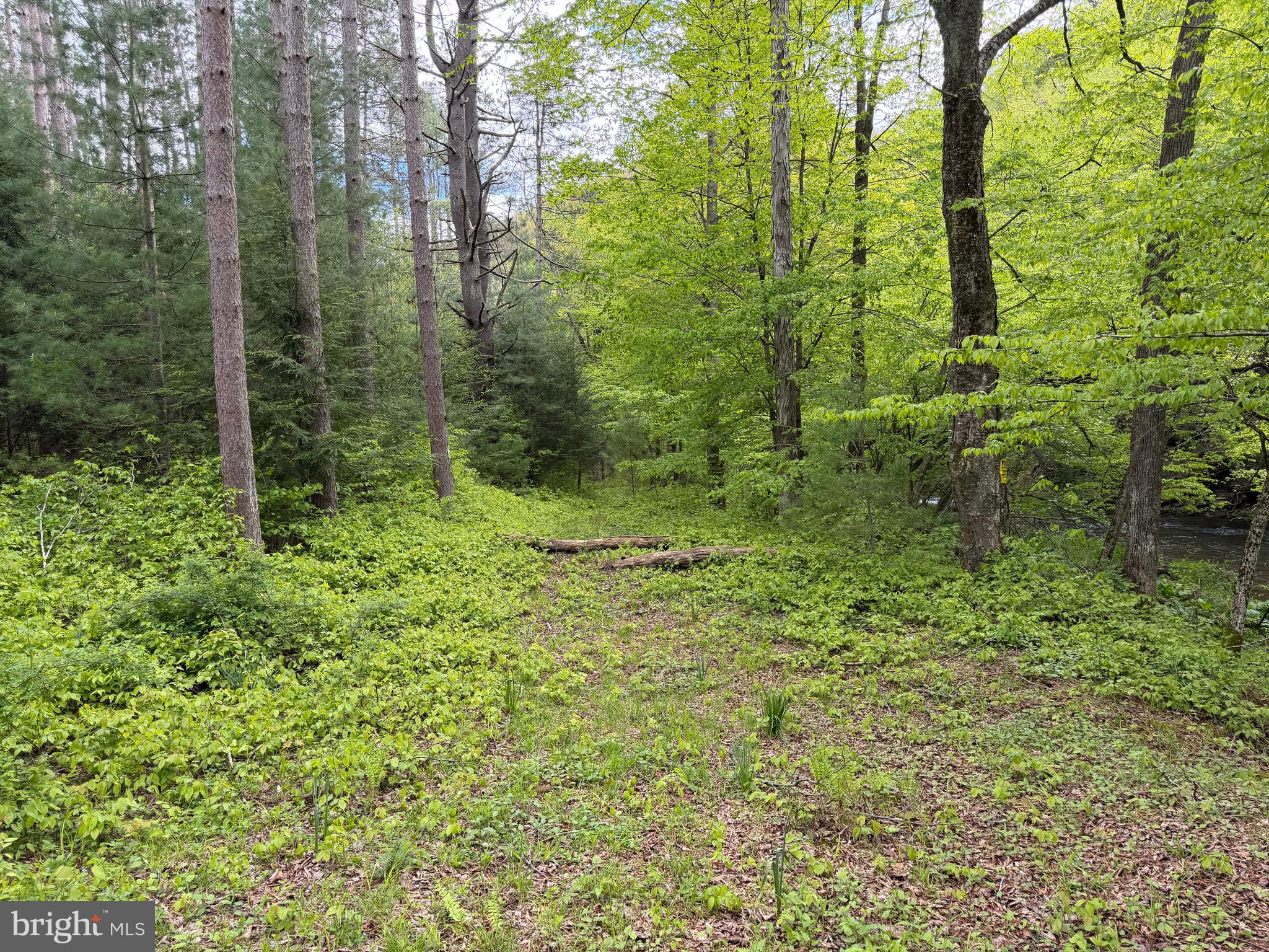 1227 Cross Fork Creek Road Cross Fork, PA 17729 - Photo 69 of 139