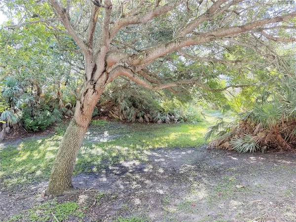 a view of a trees in a yard