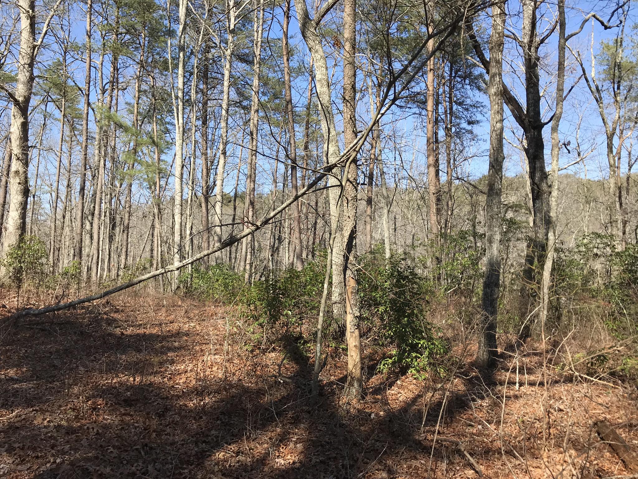 2 Deerhead Road, Unit 2 Dunlap, TN 37327 - Photo 11 of 21 EC166308-0B5F-4A93-B585-B2F637E8680A