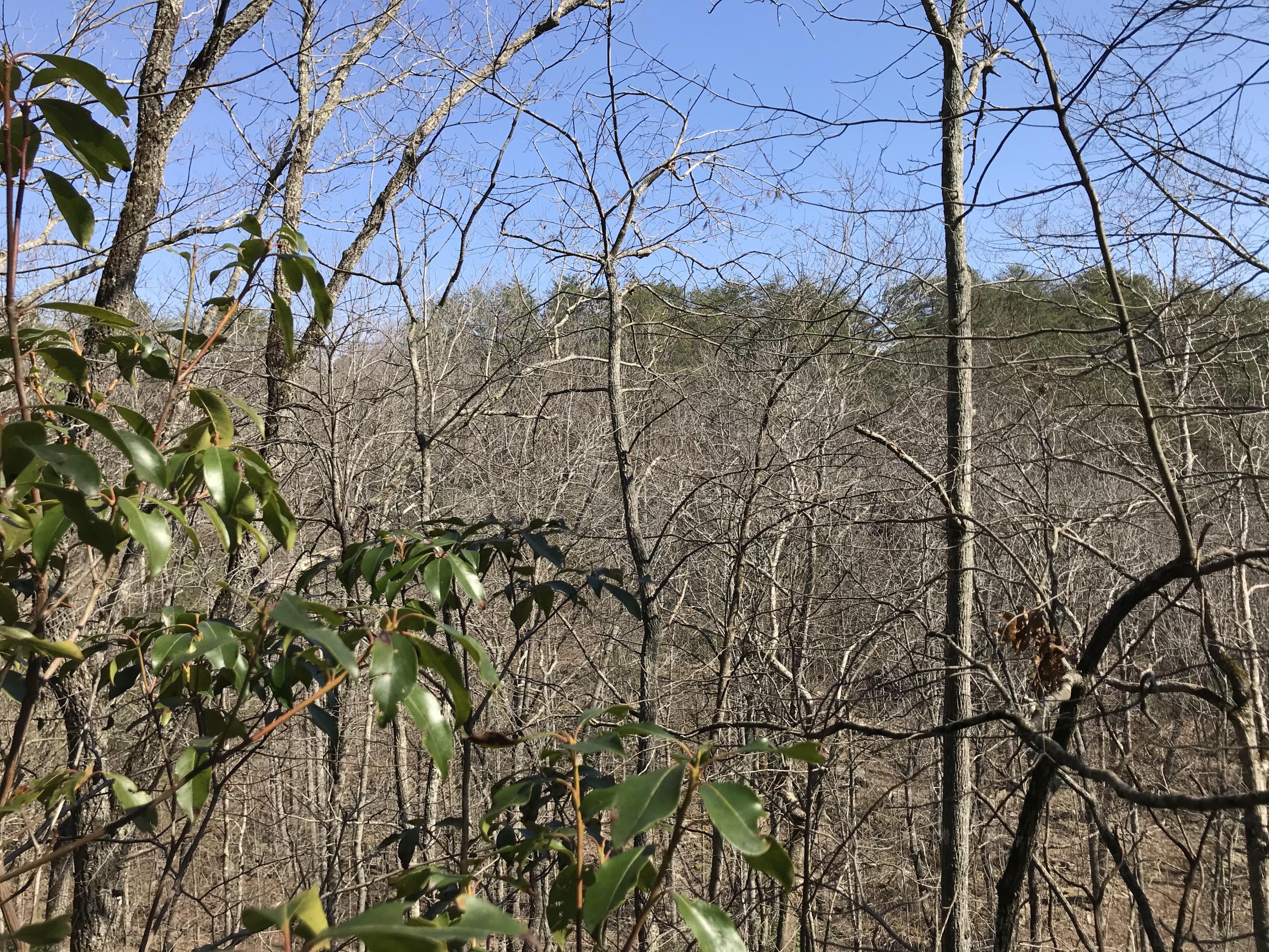 2 Deerhead Road, Unit 2 Dunlap, TN 37327 - Photo 16 of 21 B5555AB9-DA73-4D63-BBE2-52128010DCCD