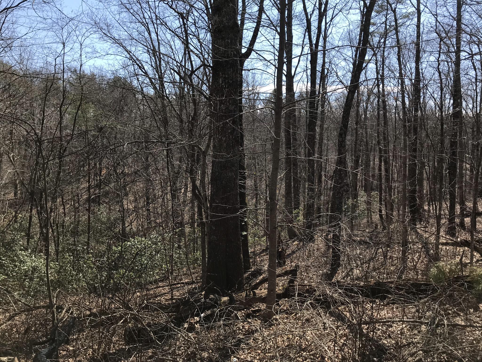 2 Deerhead Road, Unit 2 Dunlap, TN 37327 - Photo 4 of 21 DFA66BE2-12CE-4CB2-94E5-E6B25E0424D5