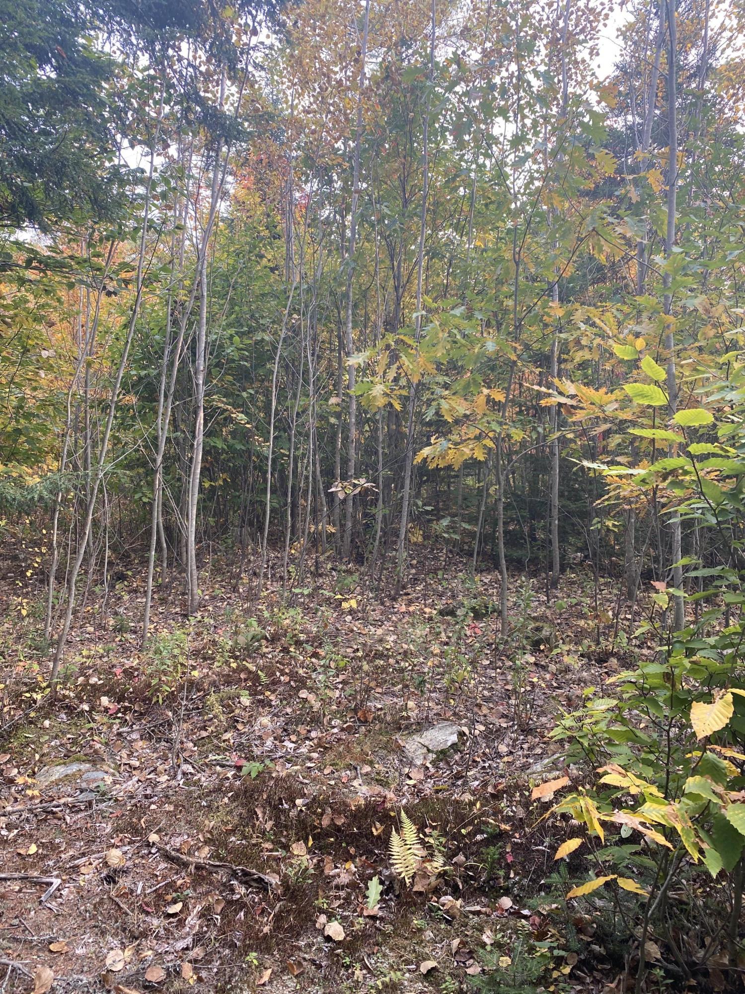 Lot 26 Tom Murray Road Carmel, ME 04419 - Photo 15 of 16 Photo Sep 27, 4 22 50 PM
