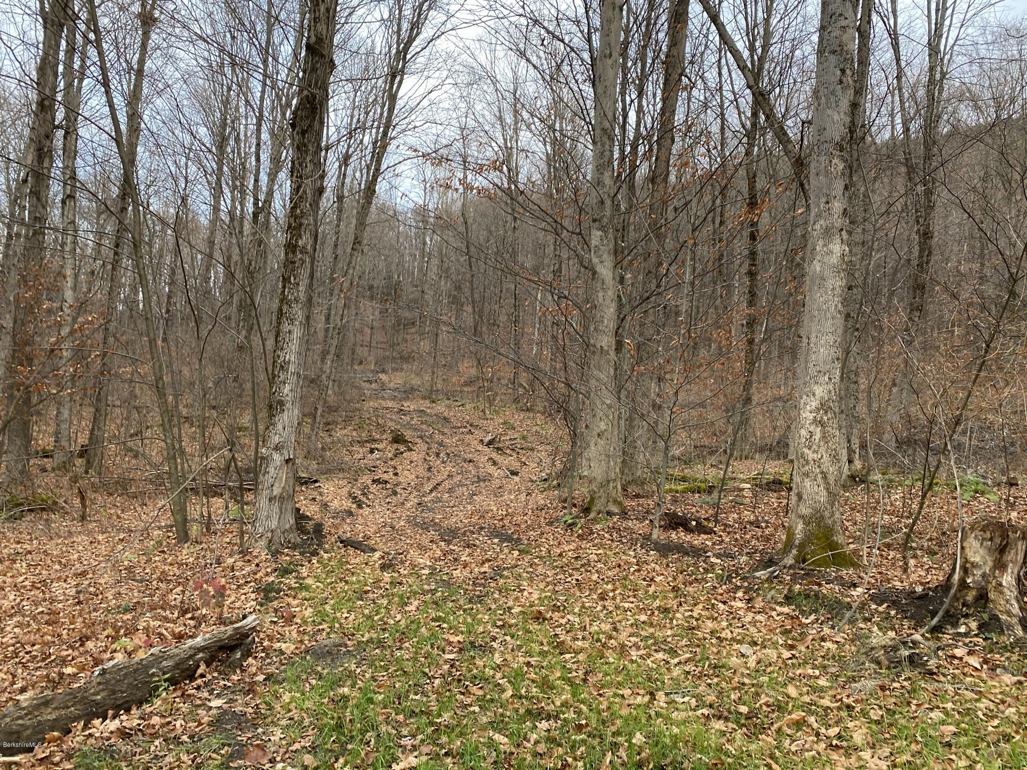 311 Swamp Road Richmond, MA 01201 - Photo 10 of 42 a view of a yard with trees