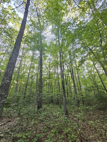 a view of lush green forest