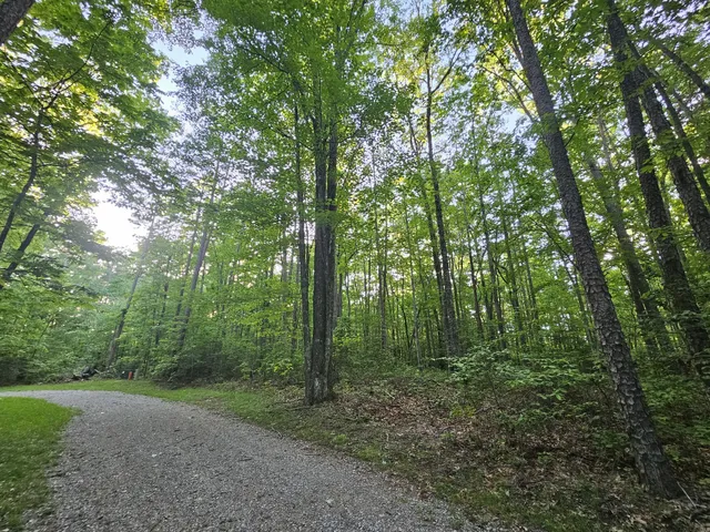 a view of a forest with trees in the background