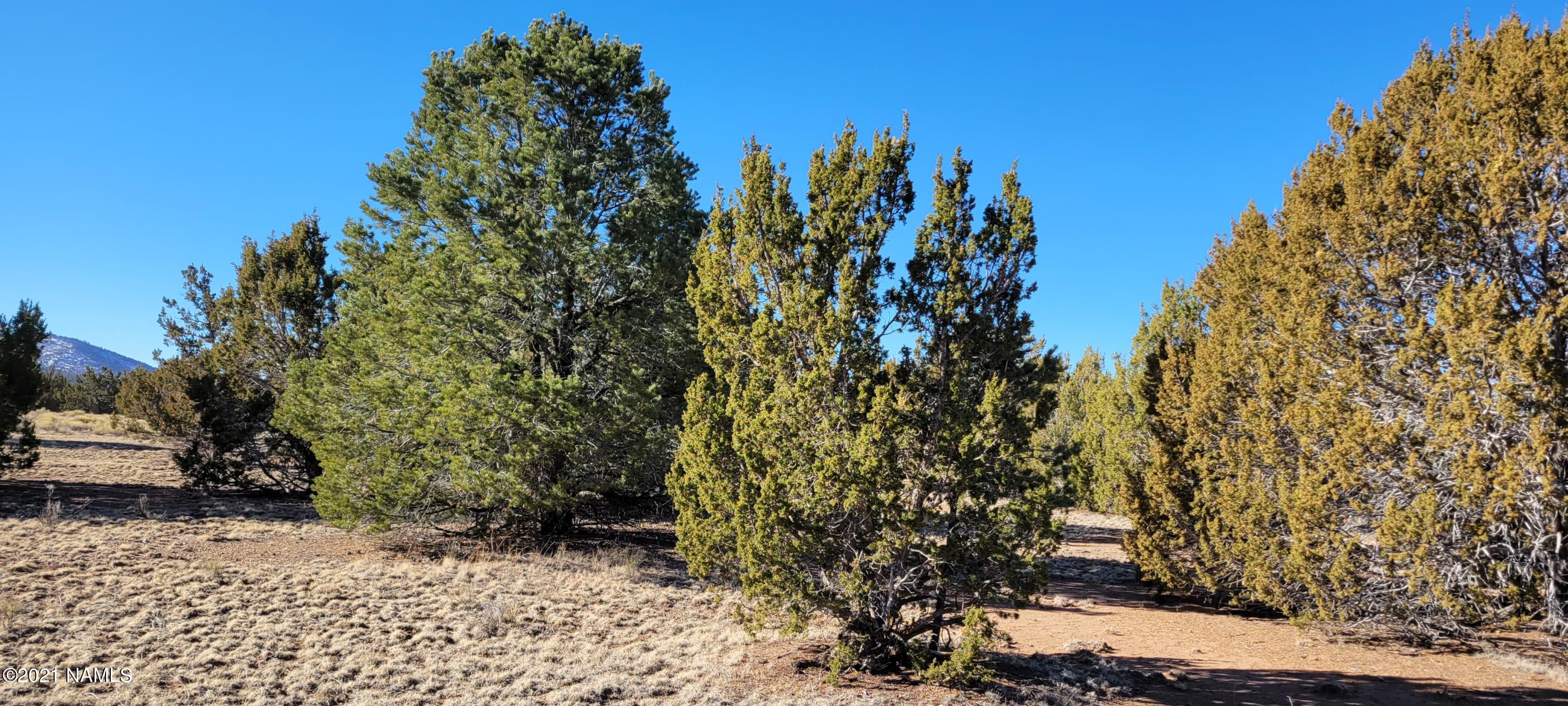 6320 Red Mountain Road Williams, AZ 86046 - Photo 6 of 27 20210303_091649