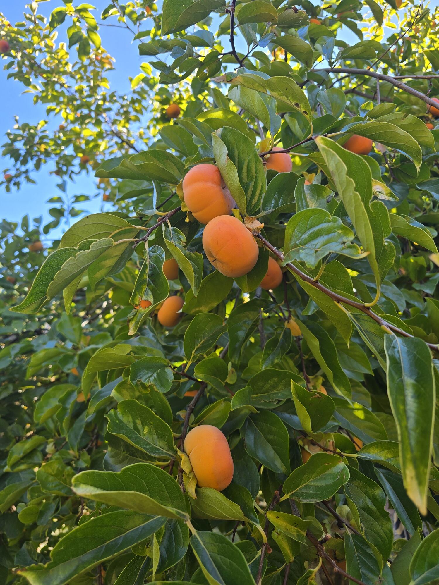 29104 Johnson Road Montgomery Creek, CA 96065 - Photo 89 of 137 Persimmions