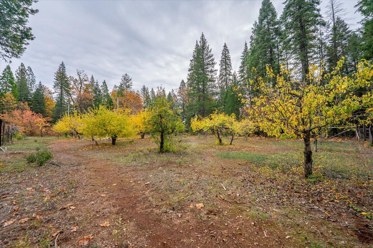 29104 Johnson Road Montgomery Creek, CA 96065 - Photo 90 of 137 a view of a yard with a tree