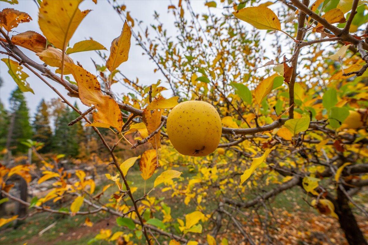 29104 Johnson Road Montgomery Creek, CA 96065 - Photo 91 of 137 093-29104 Johnson Rd - E-57